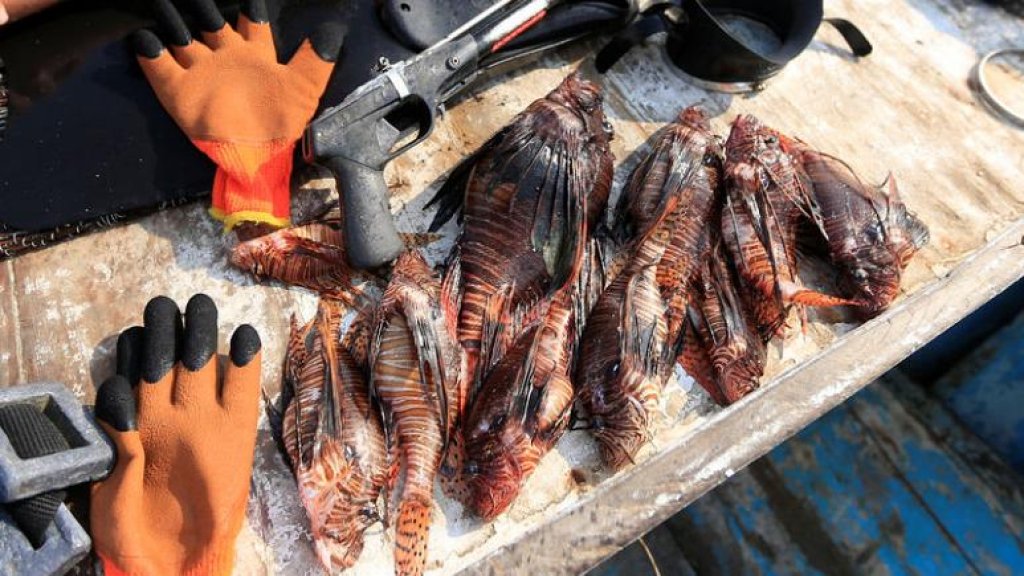 &quot;سمكة الأسد&quot; تغزو بحر لبنان.. سمكة عدوانية موطنها الأصلي في البحر الأحمر وتأكل بعضها البعض!