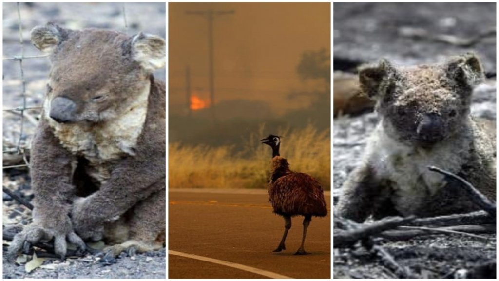 بالصور/ مشاهد مؤلمة لمئات الحيوانات التي تفحمت جراء حرائق أستراليا الكارثية