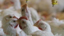 صحيفة الاخبار تكشف عن معلومات خطيرة تتعلق بصحة اللبنانيين: حقن الدجاج بـ عقار &laquo;كوليستين&raquo; لتسريع النمو.. وهذا ما قد يحصل باجسامنا!