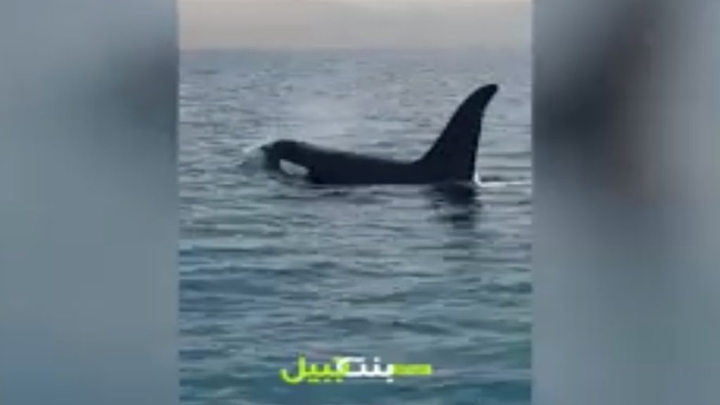 فيديو آخر يوثق مرور حوت "الاروكا" قبالة بحر خلدة