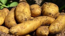 وزير الزراعة يحذر: سعر كيلو البطاطا المحلية قد يصل الى 4000 ليرة إذا إستمر تصعيد بعض المزارعين