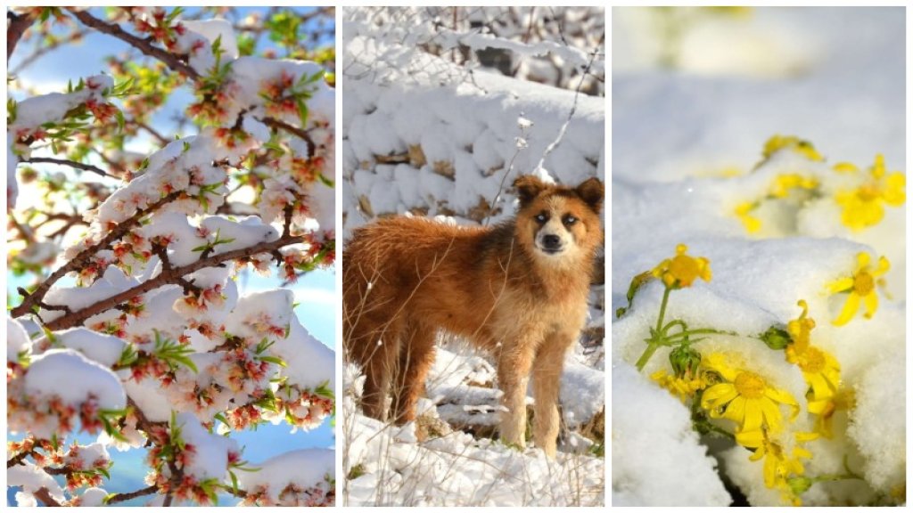 بالصور/ بعيداً عن "كورونا"...هكذا إستقبلت جارة الوادي زحلة الربيع من بين الثلوج الصامدة!