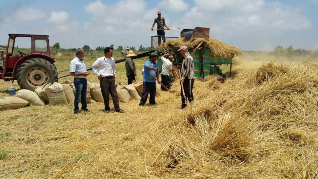 اللبنانيون ينتجون قمحهم...المبادرة بدأت من عيناثا وانتشرت كالعدوى بين البلدات والوزارة تعمل على انتاج 3000 طن من البذور لتوزيعه مجاناً!