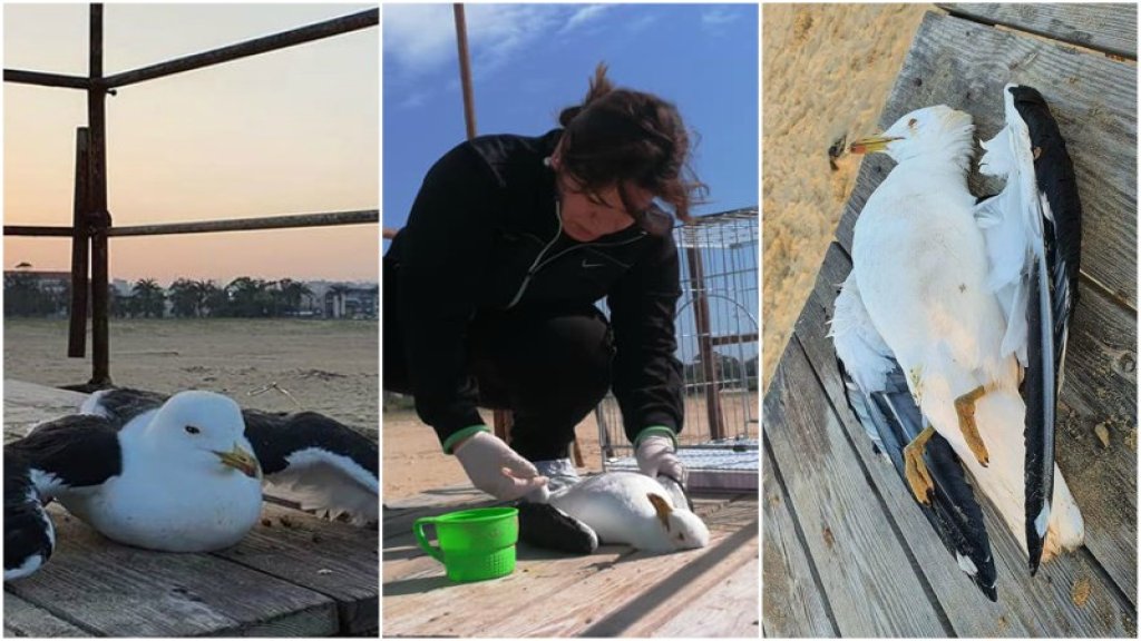 ناشطة تنقذ نورس لم يكن يستطيع الطيران من الموت على شاطئ صور: "اخدتو عالبيت واهتميت فيه...بزمن الكورونا الله بعت هالنورس ومعه رسالة حب وفرح وبهالوقت لازم ما نتردد بالمساعدة"!