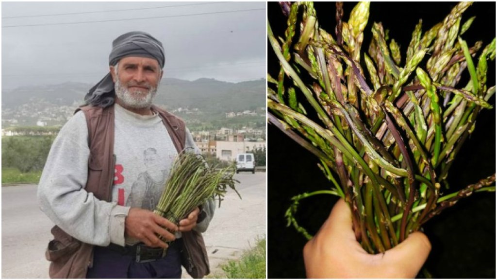 نبتة الهليون في زمن كورونا تعيش عصرها الذهبي...يومياً ينشط رجال وأطفال وشبان في البحث عنها وبيعها لاحقاً على الطرقات العامة!