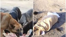العثور على جثة امرأة مجهولة الهوية في العراء في عين بورضاي في بعلبك..  الكلاب الشاردة نهشت قطعة من يدها