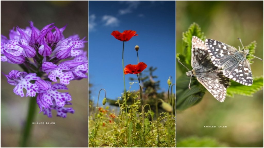 عندما يمتزج الربيع مع جنة لبنان الساحرة...صور من عكار تظهر جمال هذا الفصل