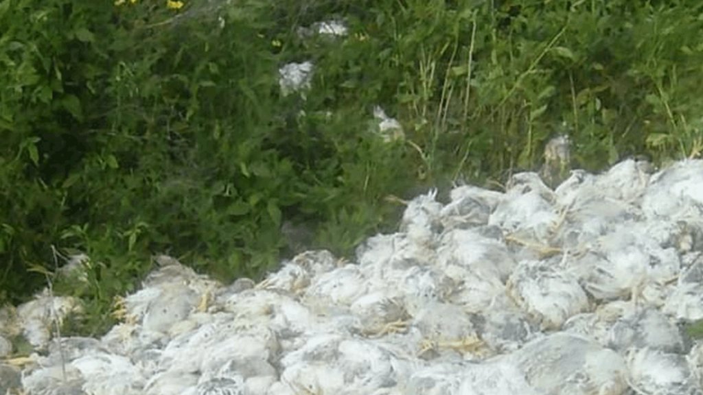 كميات كبيرة من الدجاج النافق مرمية في خراج منطقة ابي سمراء...حال غلاء سعرها دون تصريفها! 