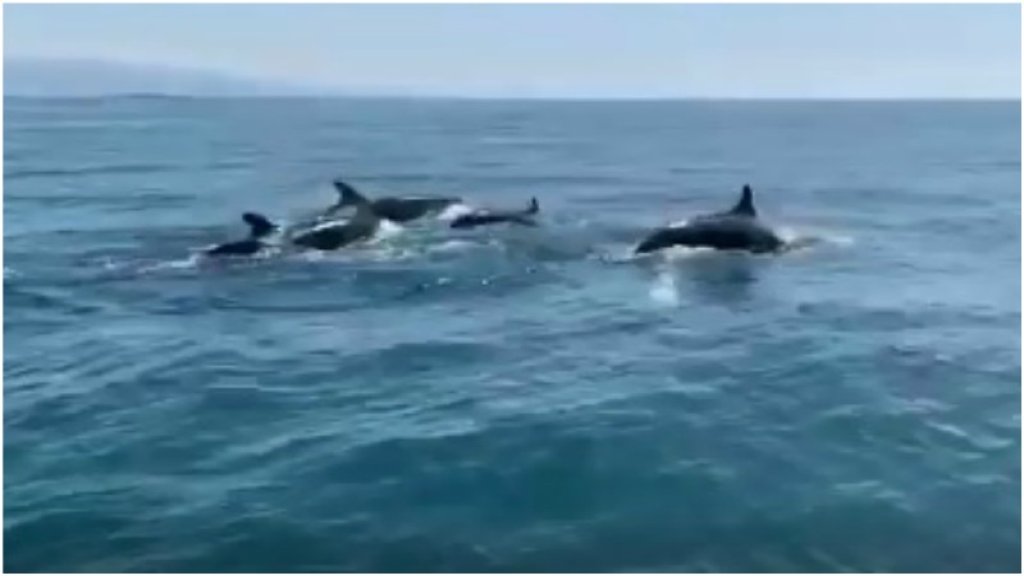 بالفيديو/ في مشهد غير اعتيادي...عدد  من الدلافين شوهدت تسبح في المياه مقابل شاطئ طرابلس!