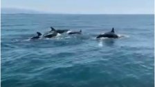 بالفيديو/ في مشهد غير اعتيادي...عدد  من الدلافين شوهدت تسبح في المياه مقابل شاطئ طرابلس!