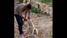 بالفيديو/ مشهد مؤسف في بشري...شاب يعنف كلب بطريقة مؤذية وتم الادعاء عليه!