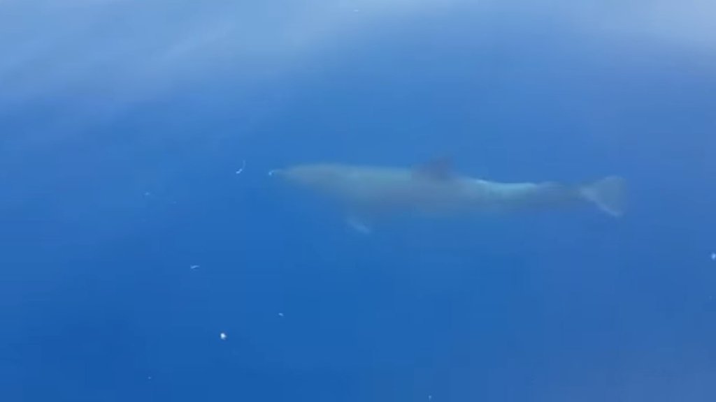 بالفيديو/ مجموعة دلافين ترافق روّاد البحر في لبنان