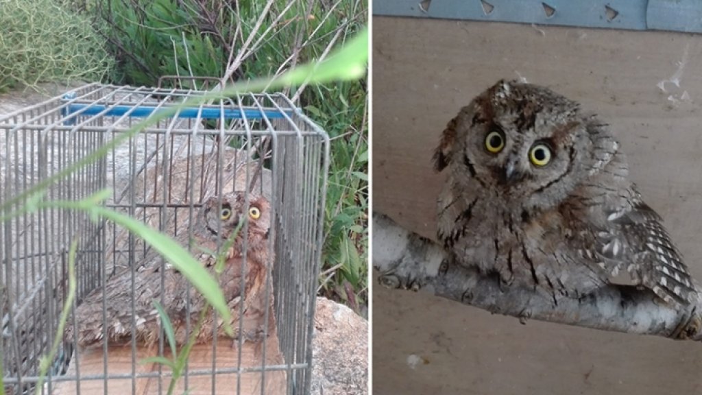 بالصور/ الجنوبيون الخضر يطلقون طائر بوم "eurasian scops" إلى ربوع أحراج يُحمر - الشقيف