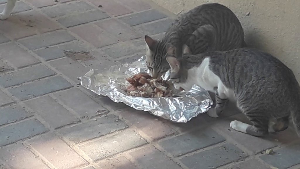 ضمن حملتها البيئية....بلدية جبيل ستضع 200 كيلوغرام من الطعام المجفف  قرب حاويات النفايات لإطعام القطط الشاردة!