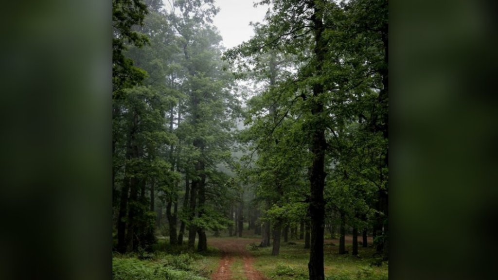 صورة ساحرة من فنيدق عكار...غابة العزر ربيعاً يلفها ضباب تشرين!