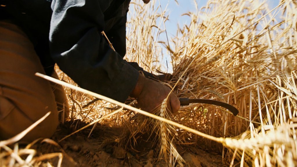 بلدية بنت جبيل تطلب ممن زرع القمح تزويدها بالإسم والمساحة