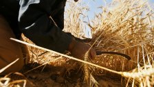 بلدية بنت جبيل تطلب ممن زرع القمح تزويدها بالإسم والمساحة