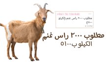 بالفيديو/ هكذا يواجه اللبناني الأزمات بالنكات الساخرة...عن إبداعات سعر الصرف: الدولار بسعر متر الألمنيوم أو بسعر الزعتر الأخضر!