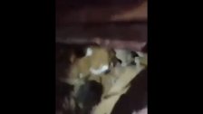 بالفيديو/ محاولات إنقاذ طفلة لبنانية من تحت الأنقاض