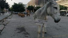 بالفيديو/ حمار ومواشي أمام وزارة الاقتصاد احتجاجاً على رفع الدعم