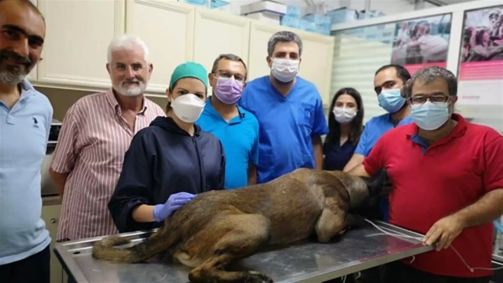 أول عملية فريدة من نوعها في لبنان...زراعة أسنان لكلب!