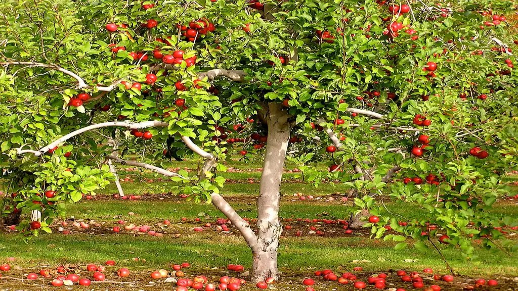  بدلاً من رميه...بلدية جاج أمنت للمزارعين بيع التفاح المضروب بسبب تعرضه للبرد 