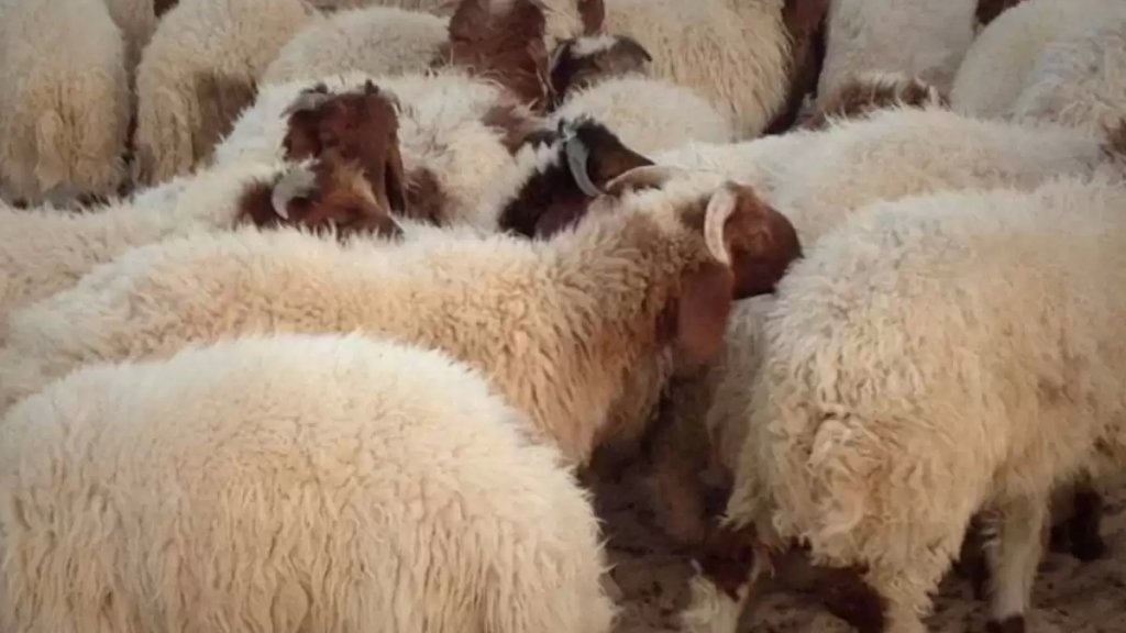 مسلحون سلبوا مواطن رؤوس غنم وهاتفه الخلوي في عين بورضاي وفروا!