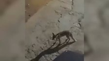 فيديو متداول لثعالب وصلت إلى محيط البازورية