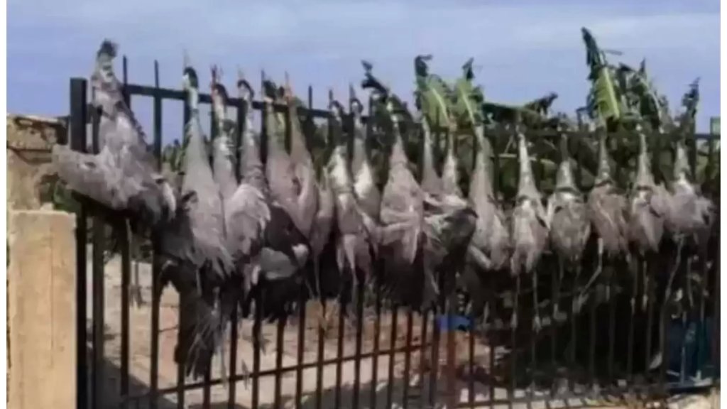 عدد من الصيادين الذين شاركوا بالإنتهاكات التي تتعرض لها الطيور المهاجرة في قبضة فصيلة جويّا وتسطير  محاضر ضبط بحقهم