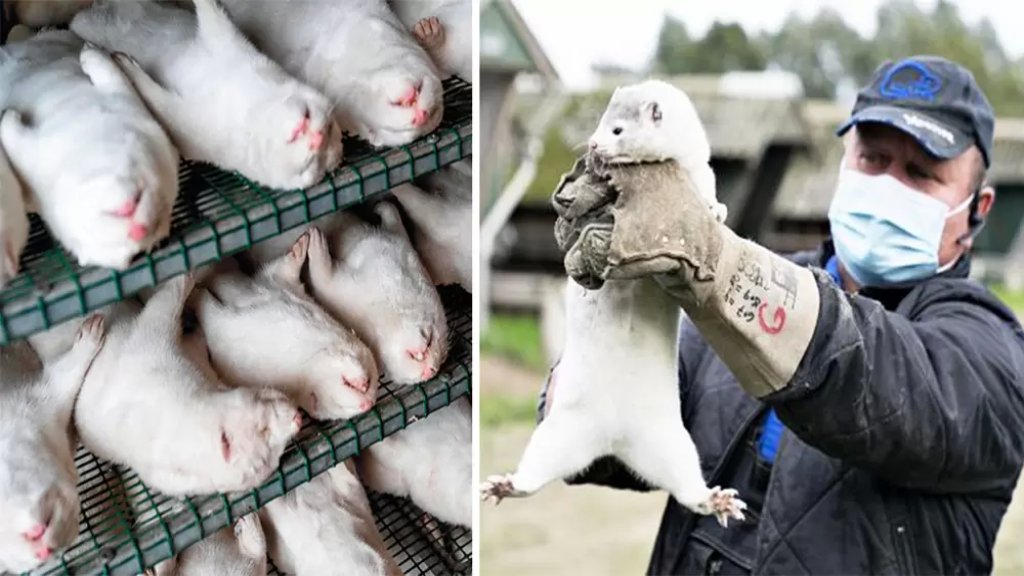بعد إعدام ملايين حيوانات المنك بسبب كورونا، حكومة الدنمارك تعتذر: ارتكبنا خطأ!