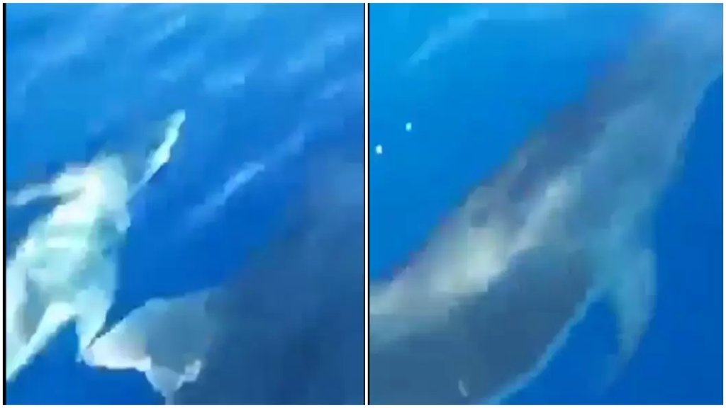 بالفيديو/ ظهور دلافين مقابل القلمون.. إقتربت من مراكب الصيادين 