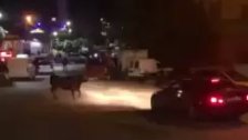 فيديو متداول.. ثور طليق في شوارع بلدة برج رحال