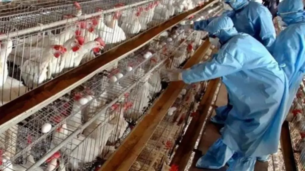 هولندا تعدم 190 ألف دجاجة.. بسبب انفلونزا الطيور!