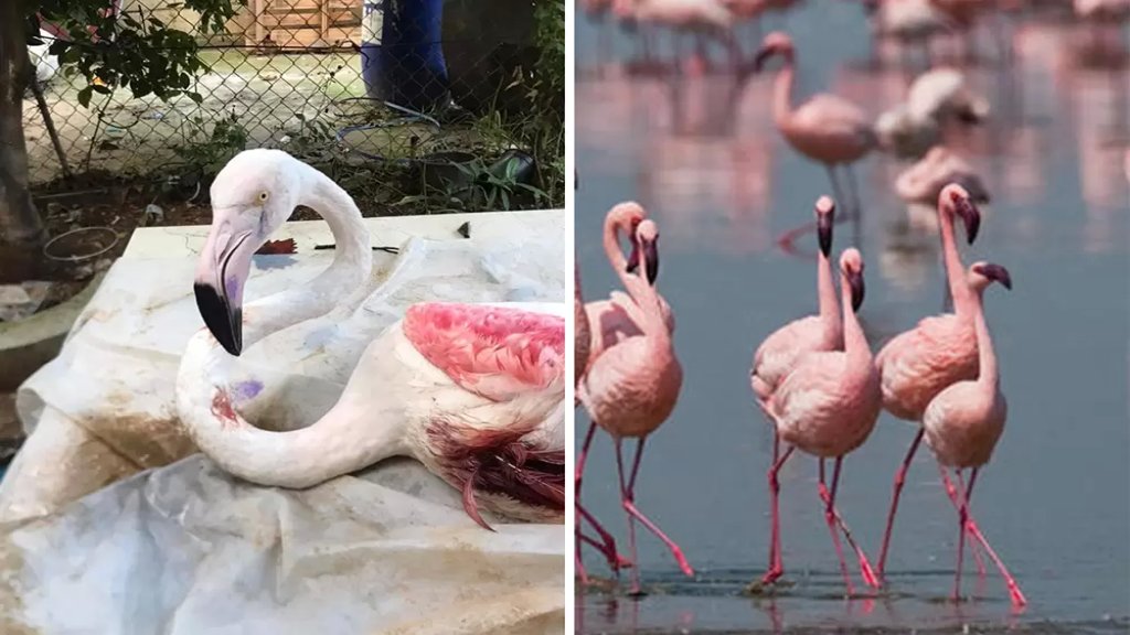الفلامينغو الوردية المهاجرة وقعت ضحية الصيد الجائر خلال مرورها في سماء لبنان!