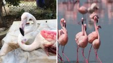 الفلامينغو الوردية المهاجرة وقعت ضحية الصيد الجائر خلال مرورها في سماء لبنان!