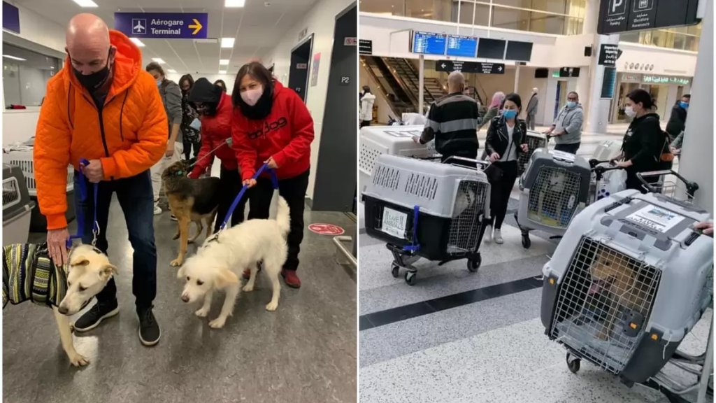 بالصور/ إنقاذ 9 كلاب في لبنان وتأمين سفرهم إلى كندا ليتم تبنّيهم