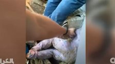 بالفيديو/ لحظة إنقاذ طفلة من تحت الأنقاض بعد انفجار منزل العائلة في ولاية إنديانا الأمريكية