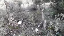 قطع أشجار سنديان معمرة في مشمش جبيل