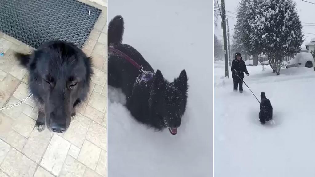 بالفيديو/ بعد إنقاذها والإعتناء بها.. كلبة وصلت من لبنان إلى كندا