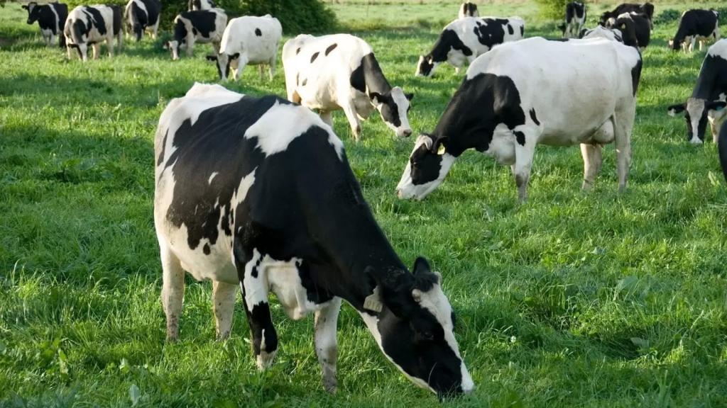 الوكالة الوطنية: رصد حمى قلاعية (حافور) في قضاء بنت جبيل ومباشرة حملة تحصين للأبقار في قرى الإتحاد