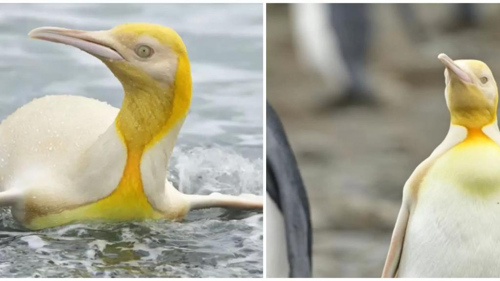 لأول مرة على الإطلاق! مصور للحياة البرية يكتشف طائر بطريق أصفر اللون جنوب المحيط الأطلسي