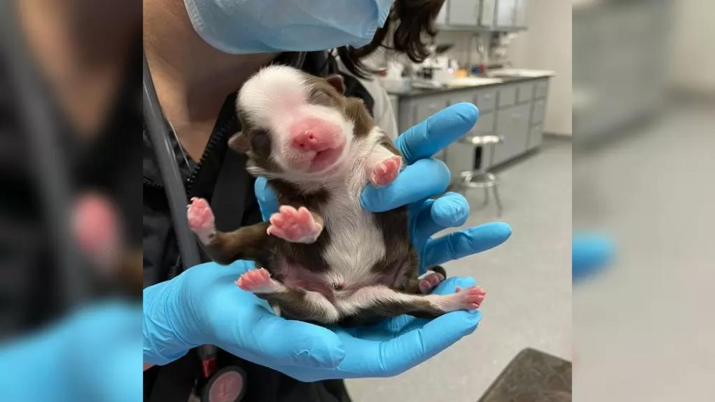 بالفيديو/ في أول حالة من نوعها.. ولادة كلب بست أرجل وذيلين في الولايات المتحدة!