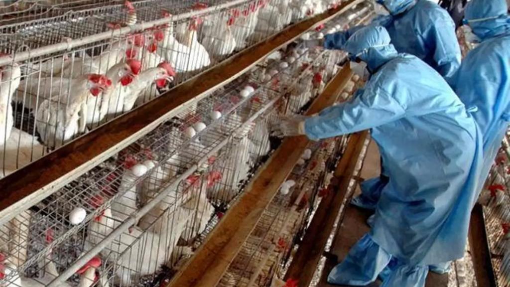 بعد رصد إصابات بإنفلونزا (H5N8) انتقل فيها الفيروس من الطيور إلى البشر.. الصحة العالمية: خطر الإنتشار يبدو منخفضاً