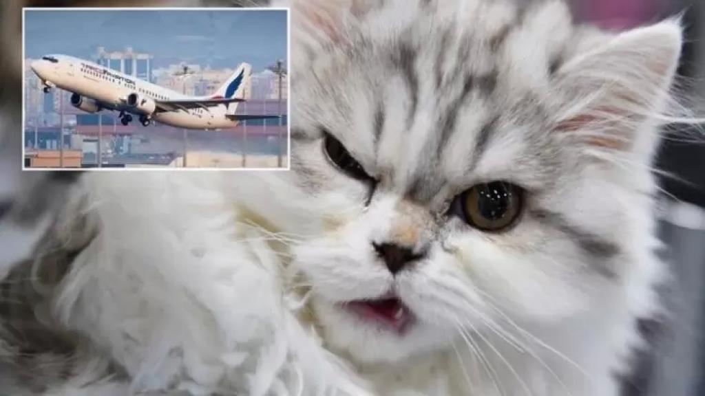 قطة تُجبر طائرة سودانية متوجهة نحو قطر على الهبوط الإضطراري بعد دخولها لقمرة الطيارين ومهاجمة الطاقم!