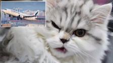 قطة تُجبر طائرة سودانية متوجهة نحو قطر على الهبوط الإضطراري بعد دخولها لقمرة الطيارين ومهاجمة الطاقم!