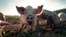 الصين تؤكد تفشي &laquo;حمى الخنازير الافريقية&raquo; في إقليمين رئيسيين.. تسبب بنفوق 38 خنزيراً في مزرعة!