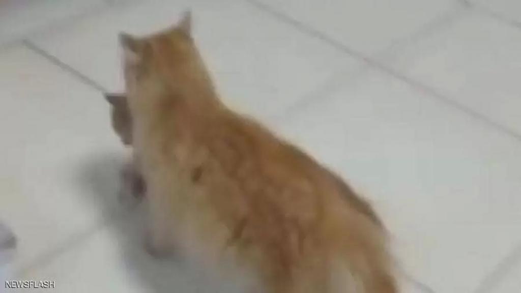 بالفيديو.. قطة تحمل صغيرها المريض إلى المستشفى