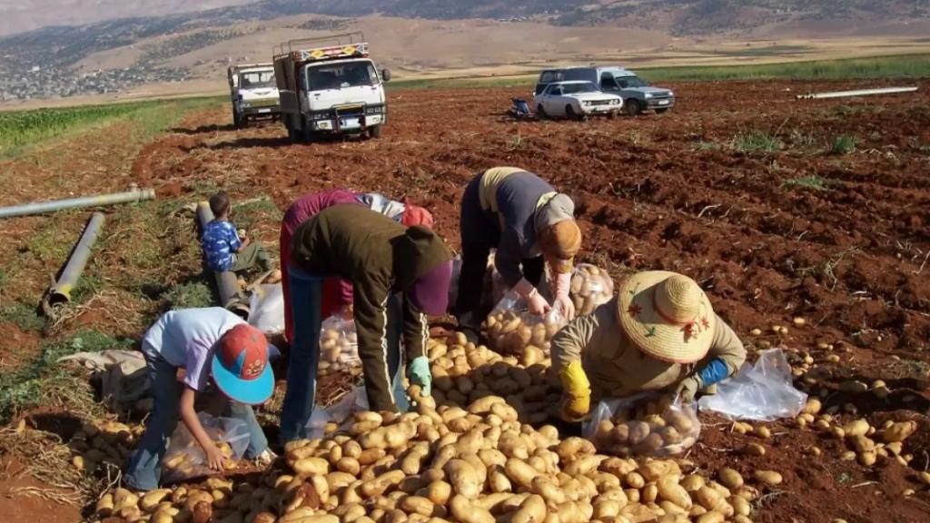  الأزمة الاقتصادية تزيد اهتمام اللبنانيين بالزراعة...مرتضى: استصلاح 6 آلاف دونم من الأراضي خلال العام الماضي