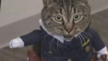 بالفيديو/ تكريماً لدورها في إنقاذ شخص...تعيين القطة &quot;كوكو&quot; مديرة لأحد أقسام الشرطة في محافظة توياما اليابانية