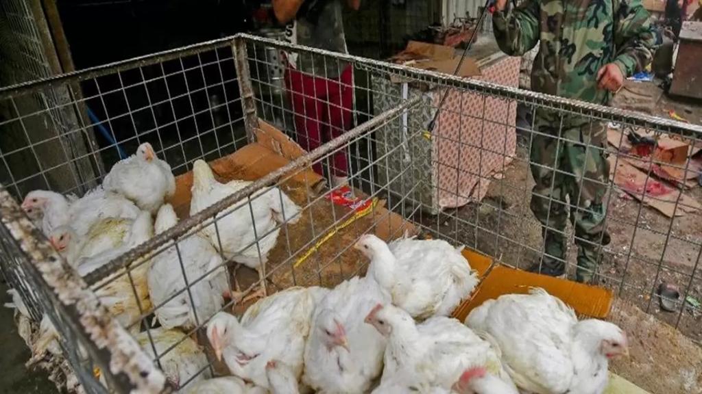 الدنمارك تتهيأ لإعدام 19 ألف بطة واوزة خوفاً من تفشي إنفلونزا الطيور